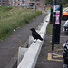 twb[26] - Raven
