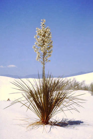 White Sands