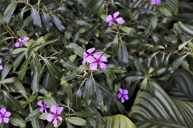 Madigascar Periwinkle – Princess of Wales Conservatory, Kew Gardens, Richmond upon Thames, London, England