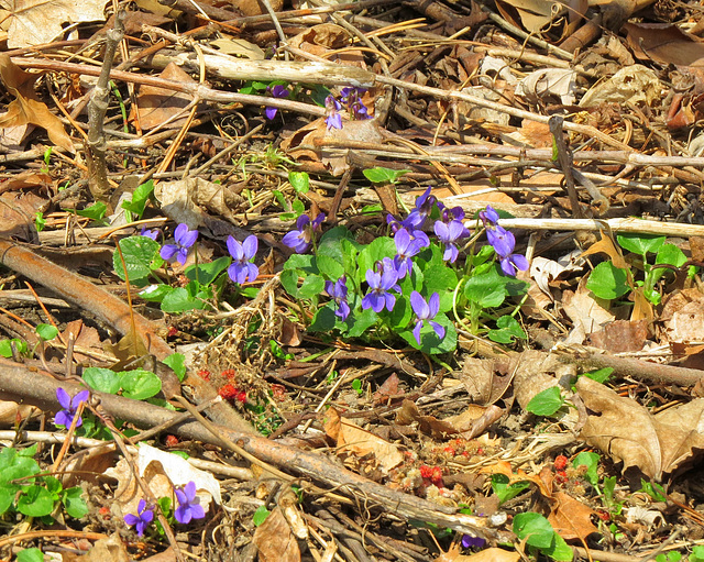 The park grounds are covered with violets