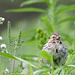 Song Sparrow