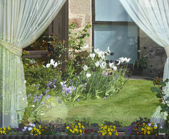 Garden Reflections in the window