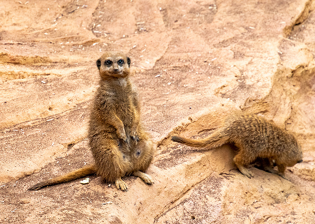 Meerkat