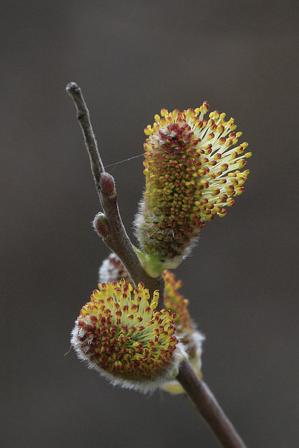 Willow Catkins