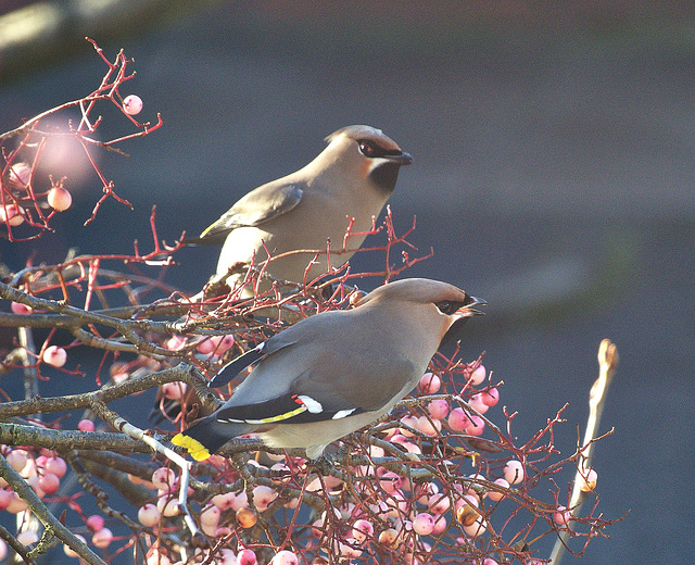 Waxwings