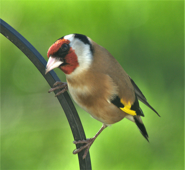 Goldfinch Goldfinch