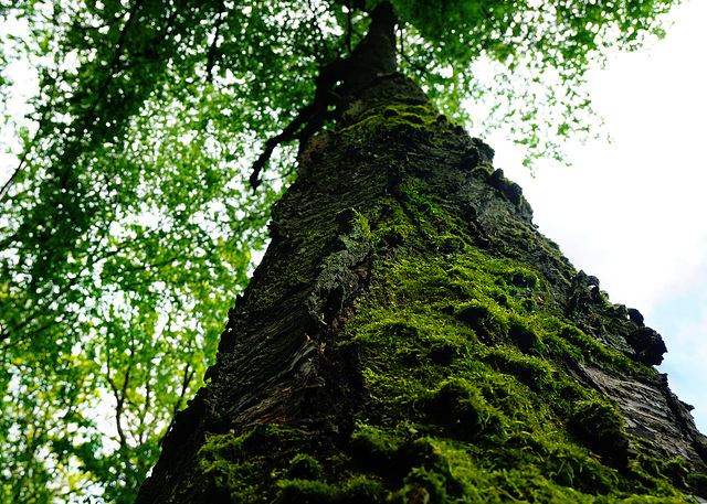 Ein Kirschbaum Methusalem - A cherry tree Methuselah