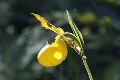 Yellow Lady's Slipper