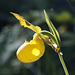 Yellow Lady's Slipper