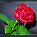 A Brilliant Rose for Sunday... ©UdoSm