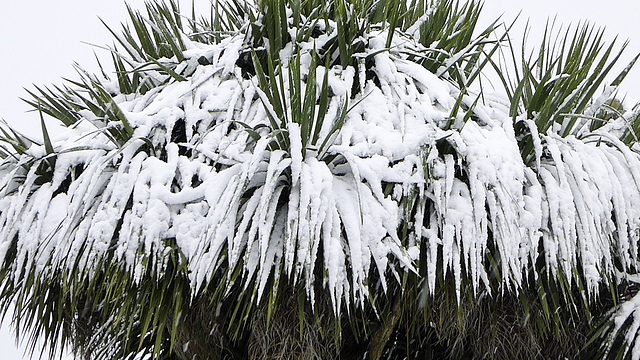 Snow tree