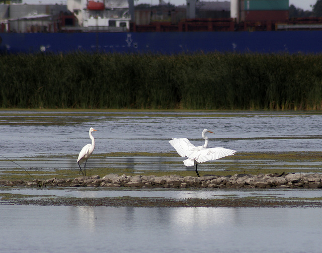 29/50 grande aigrette-great egret