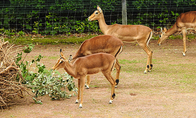 20210729 2134CPw [D~OS] Impala-Antilope (Aepyceros melampus), Zooo Osnabrück