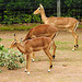 20210729 2134CPw [D~OS] Impala, Zoo Osnabrück