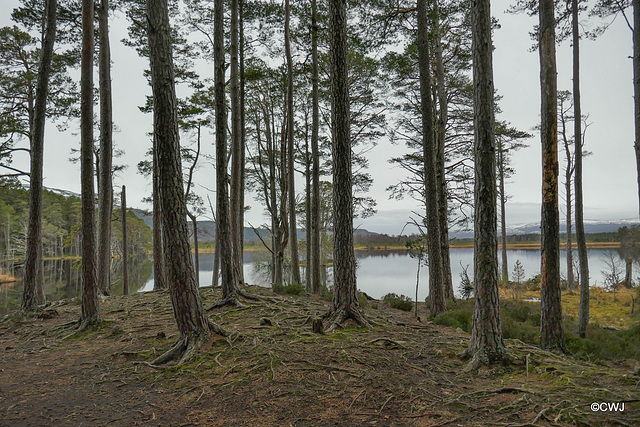 On a six mile walk round Lochs Mallachie and Garten