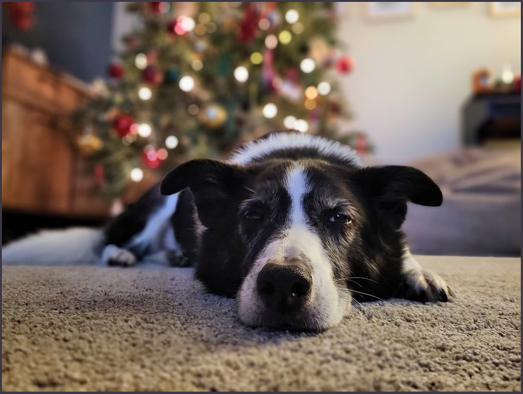 ''Bella''  the Border Collie,..