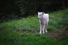 Canis lupus