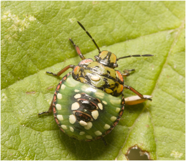 IMG 9970 Shield Bug