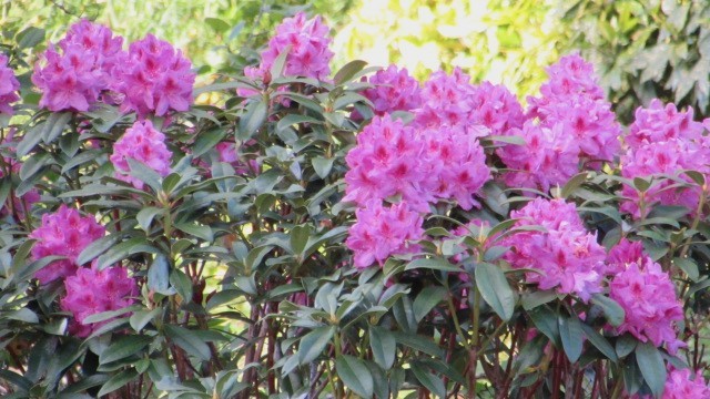 Rhododendrons.