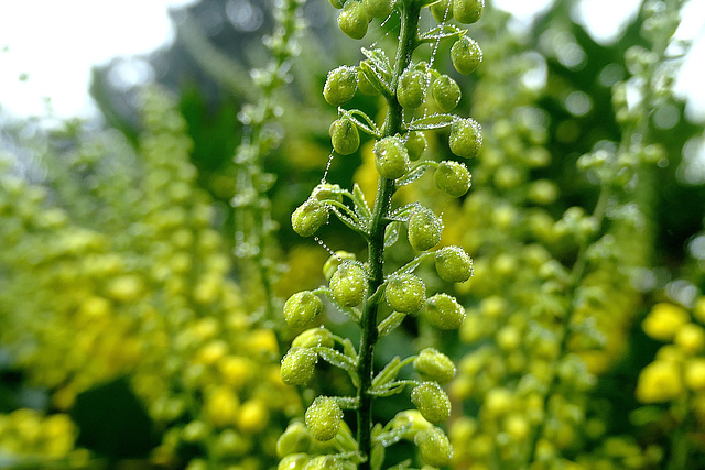 Petite déco pour Mahonia !