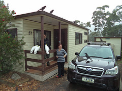 visit from cockatoos & currawongs