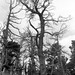 Dead bristlecone pines