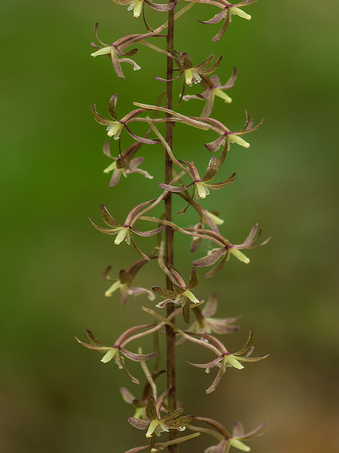 Tipularia discolor (Crane-fly orchid)