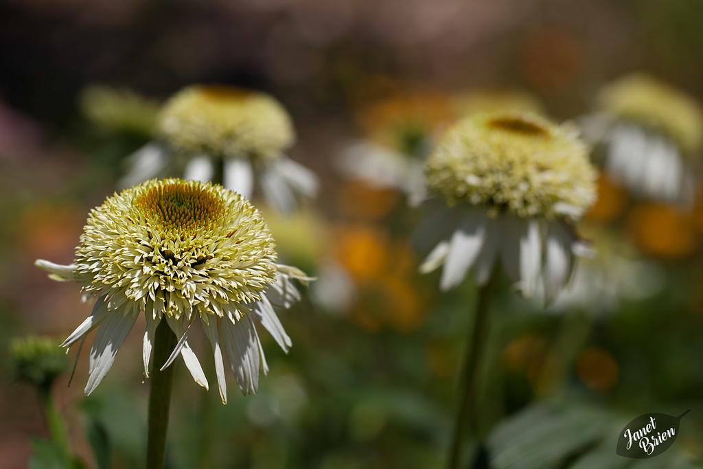 198/366: Puff-Topped Creamy Echinacea