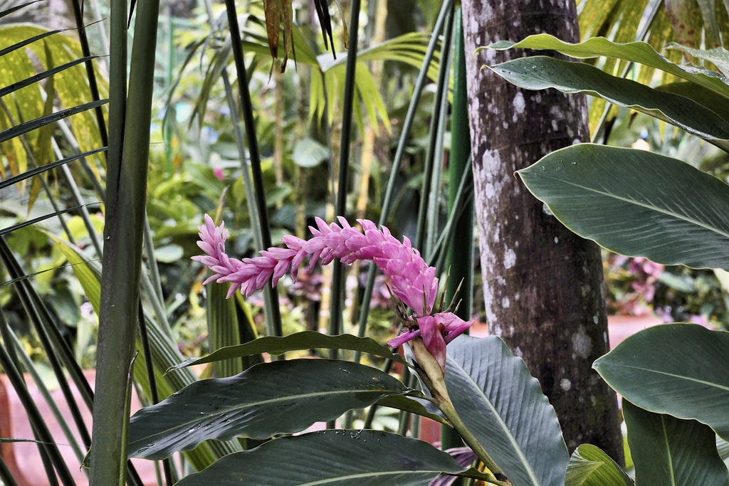 Pink Tail – Baldi Hot Springs, La Fortuna, Alajuela Province, Costa Rica
