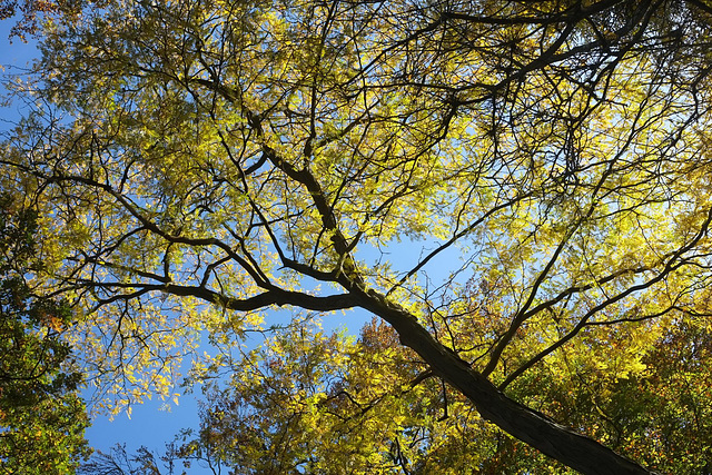 Arboretum de Grignon