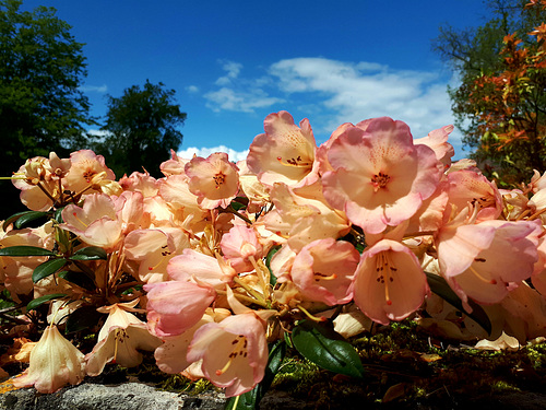 Rhododendrons