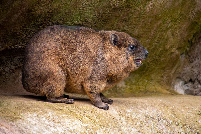 Rock hyrax