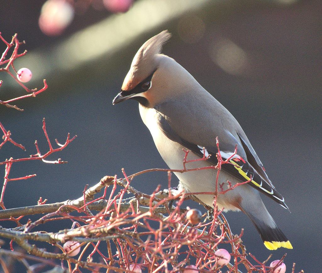 Waxwing