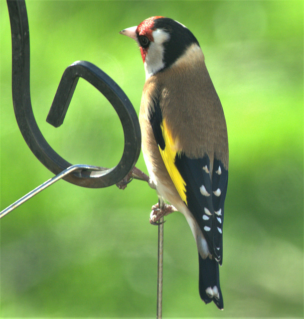 Goldfinch