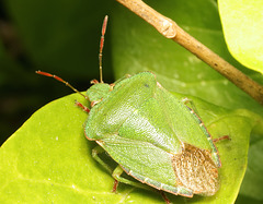 IMG 2165shieldbug