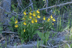 Yellow Lady's Slippers