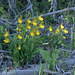 Yellow Lady's Slippers