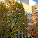 DE - Köln - Herbstlicher Blick aus dem Fenster