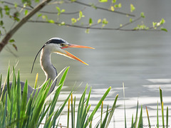 P4048887 Heron