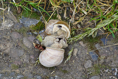 Hochzeit bei Helix pomatia