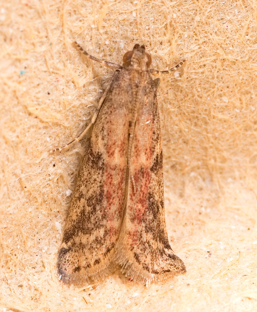 Moth IMG 0195v2