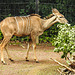 20210729 2135CPw [D~OS] Großer Kudu, Zoo Osnabrück