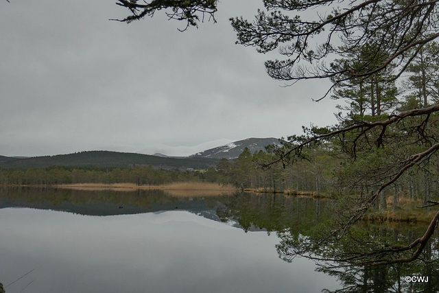 On a six mile walk round Lochs Mallachie and Garten