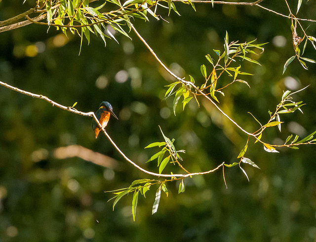 Kingfisher