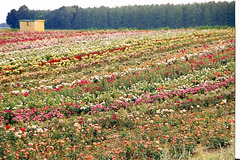 Rose Growing Area