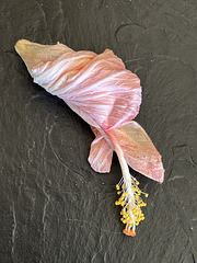 fallen hibiscus blossom