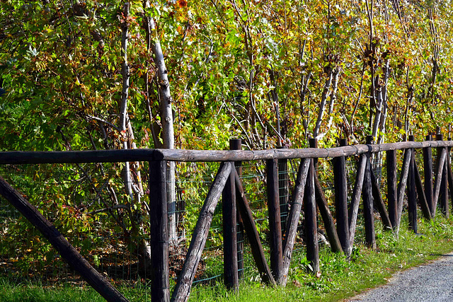 autumnal Fence