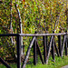 autumnal Fence