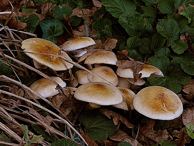 Looks tasty Looks tasty