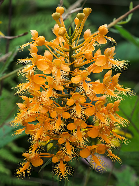 Platanthera ciliaris (Yellow Fringed orchid)